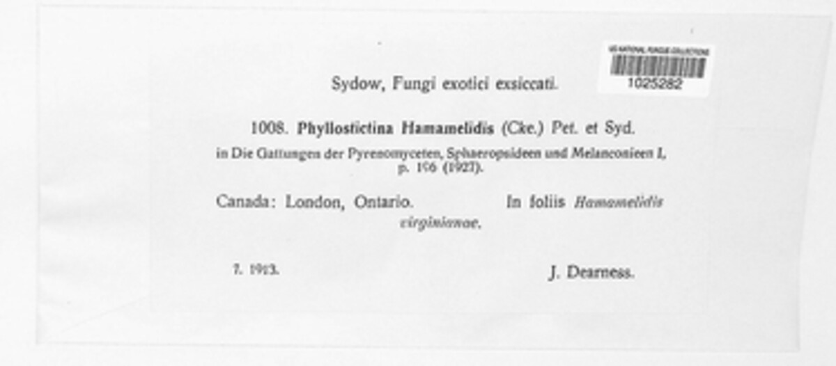 Phyllostictina hamamelidis image